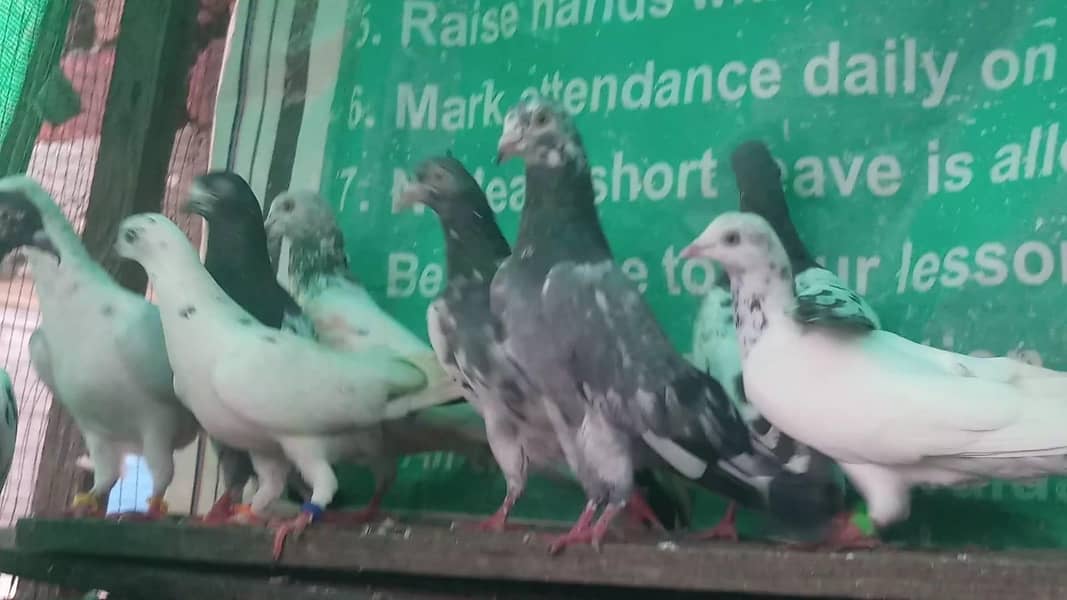 ٹیڈی قصوری رامپوری سیالکوٹی وحشی لاکھا موتیوں والے چپڑا 8