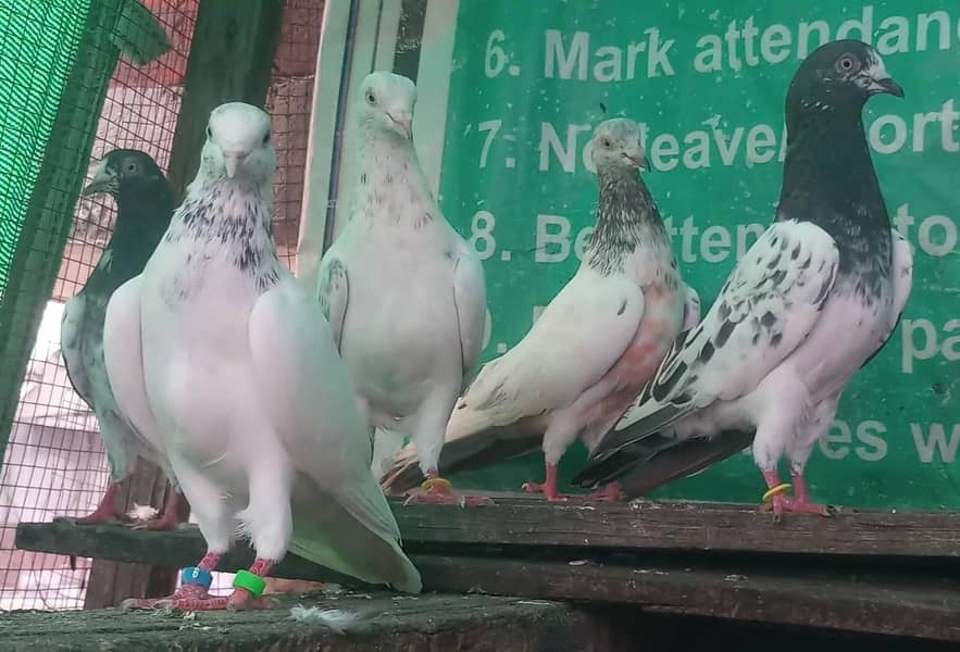 ٹیڈی قصوری رامپوری سیالکوٹی وحشی لاکھا موتیوں والے چپڑا 10