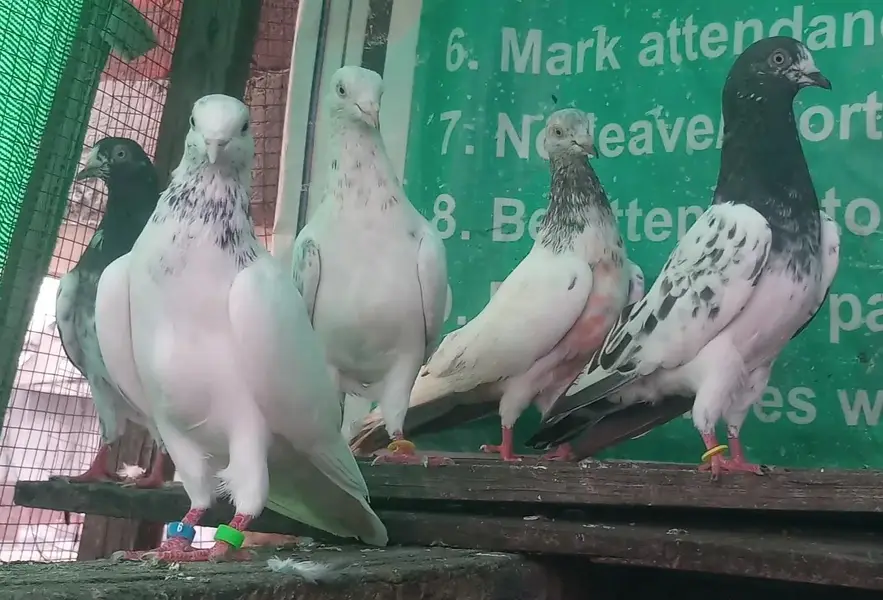 ٹیڈی قصوری رامپوری سیالکوٹی وحشی لاکھا موتیوں والے چپڑا — photo 11