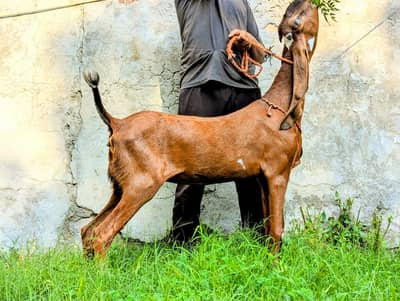 PURE NAGRI BEETAL- URGENT SALE