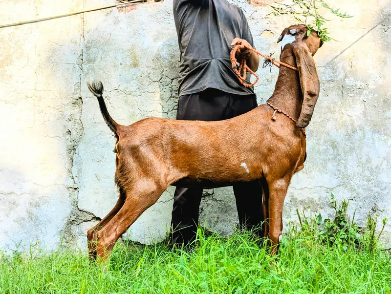 PURE NAGRI BEETAL- URGENT SALE — photo 2