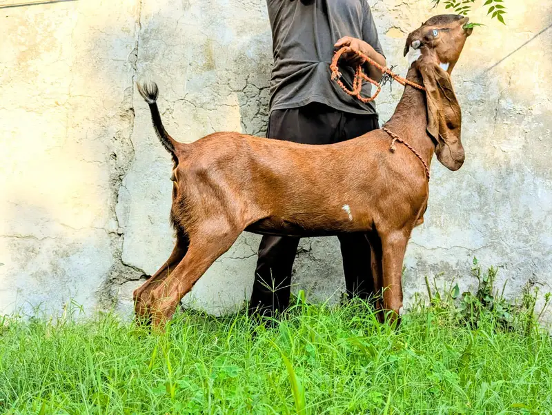 PURE NAGRI BEETAL- URGENT SALE — photo 3