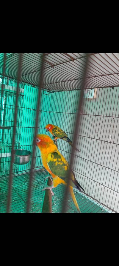 Sun conure pinaple conure 1 year old pair