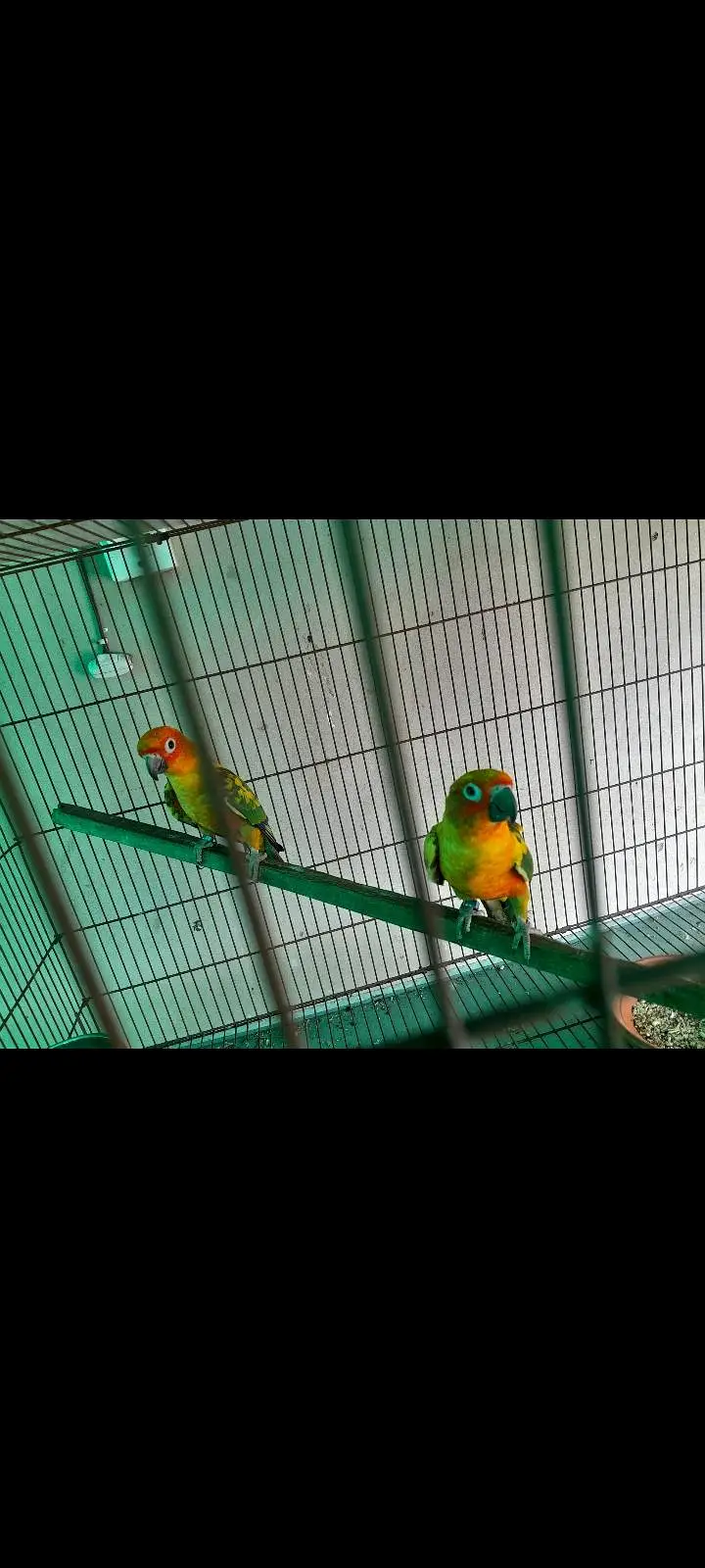 Sun conure 1 year old pair — photo 2