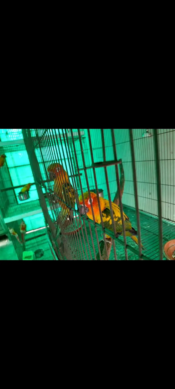 Sun conure 1 year old pair — photo 3