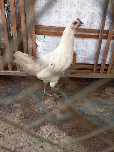 Starter hens Anday na dain puray paisay wapis