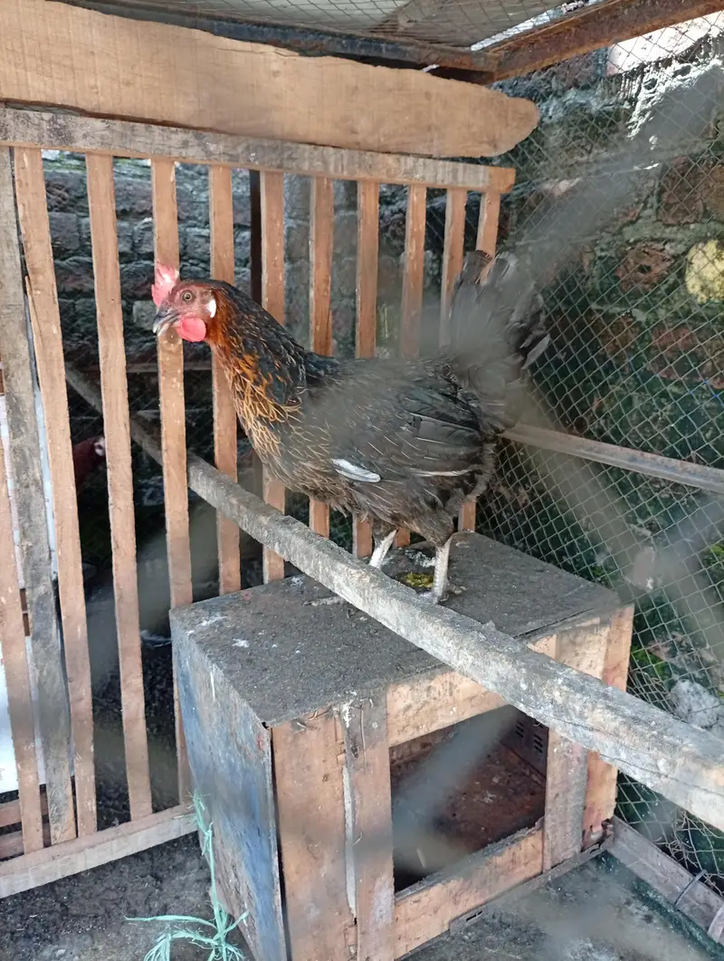 Starter hens Anday na dain puray paisay wapis — photo 2