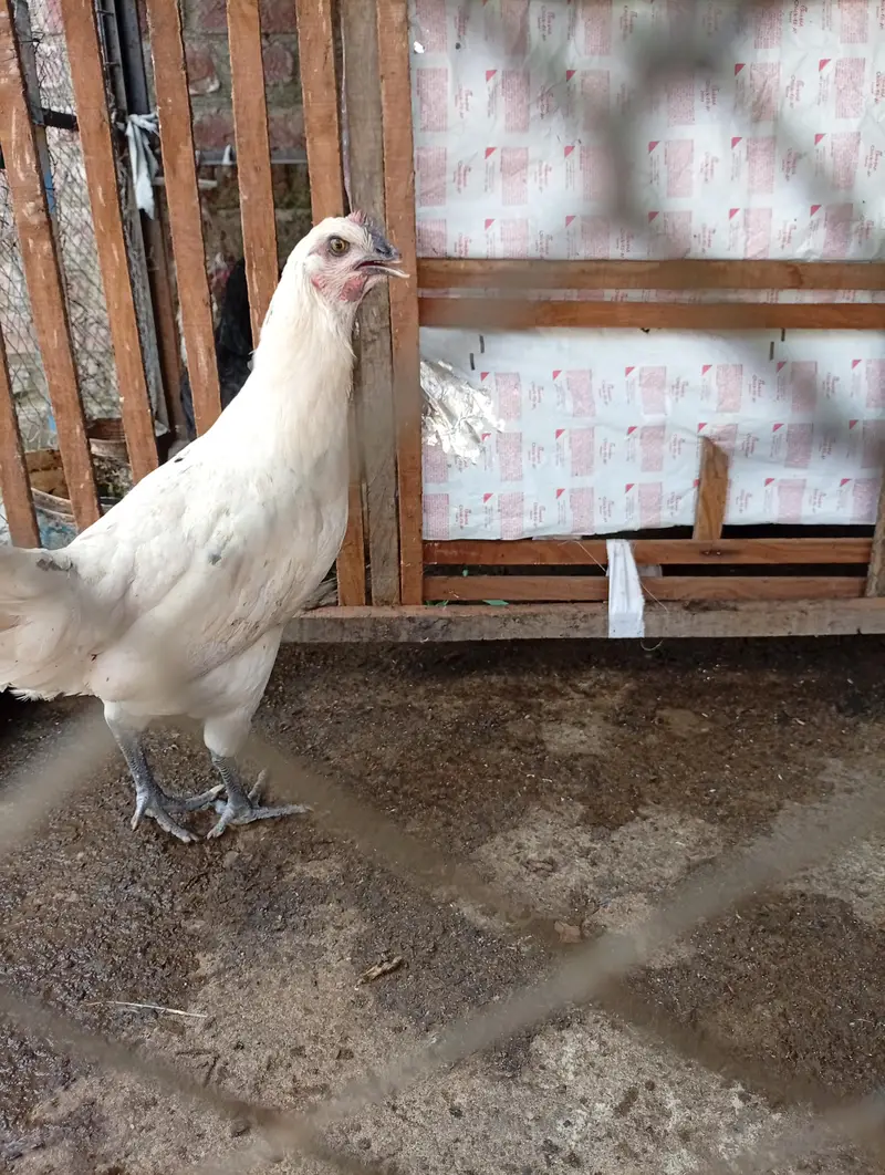 Starter hens Anday na dain puray paisay wapis — photo 3