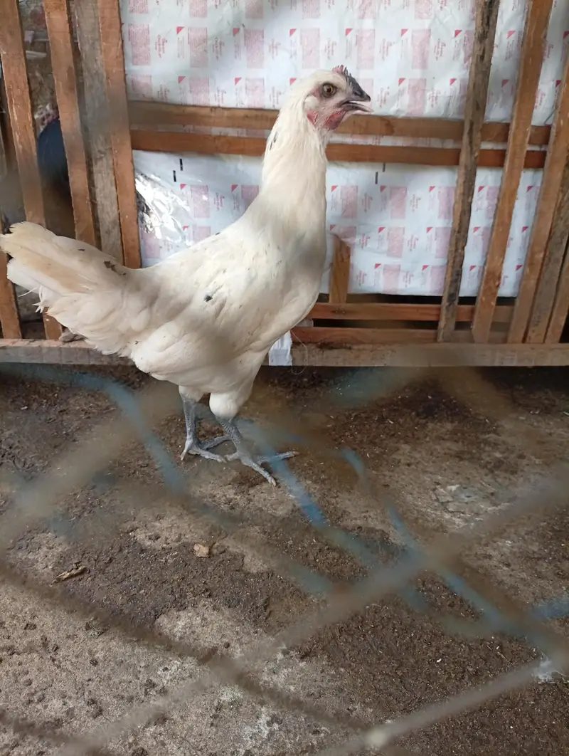 Starter hens Anday na dain puray paisay wapis — photo 4