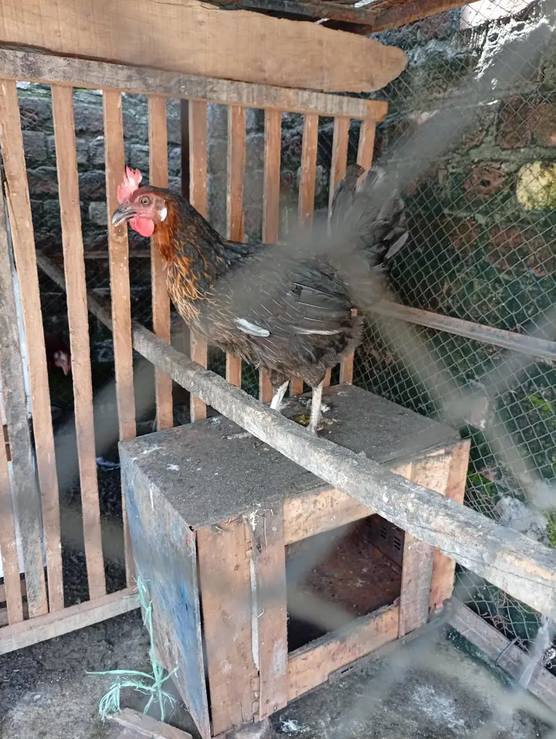 Starter hens Anday na dain puray paisay wapis — photo 5