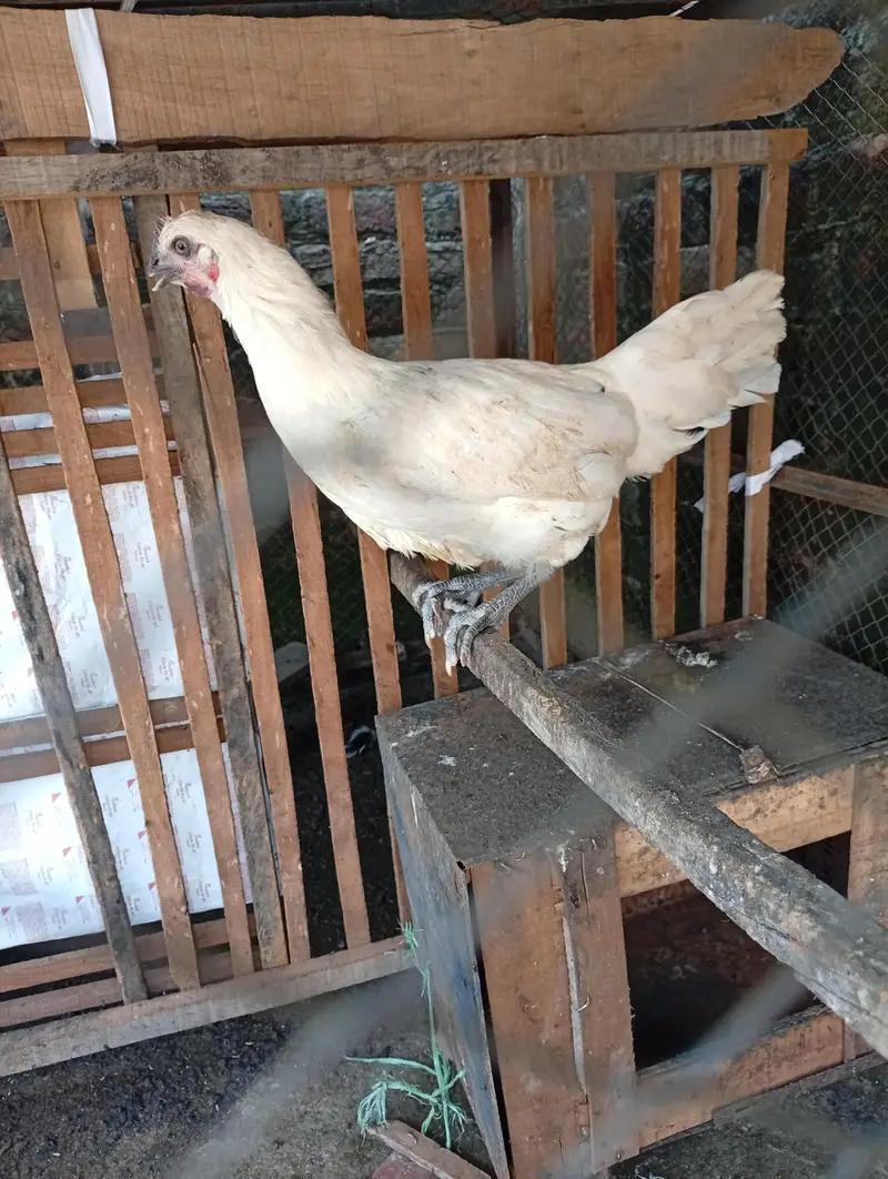 Starter hens Anday na dain puray paisay wapis — photo 6
