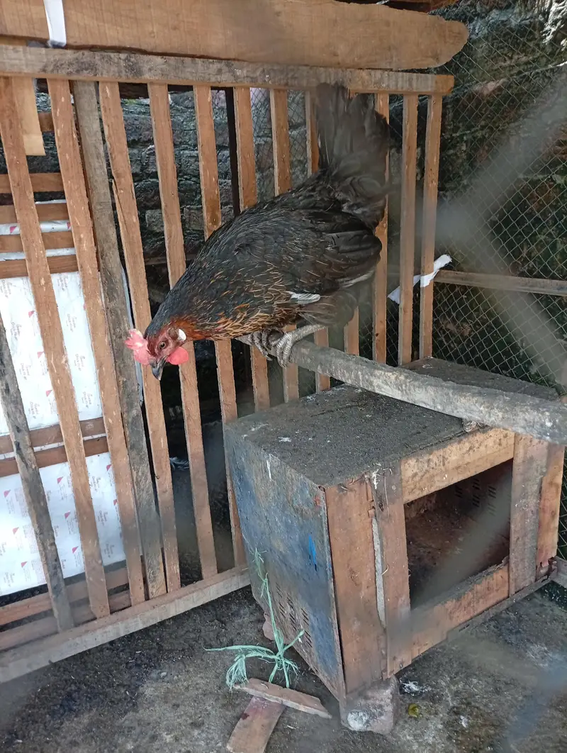 Starter hens Anday na dain puray paisay wapis — photo 7