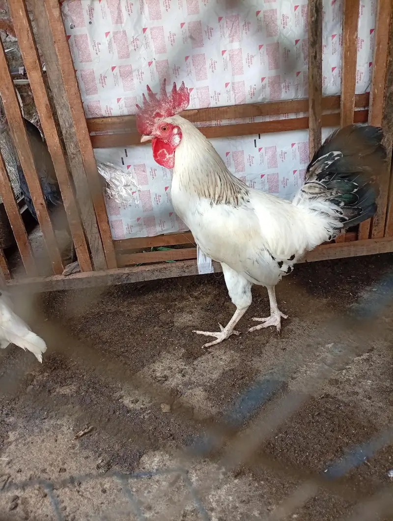Starter hens Anday na dain puray paisay wapis — photo 8