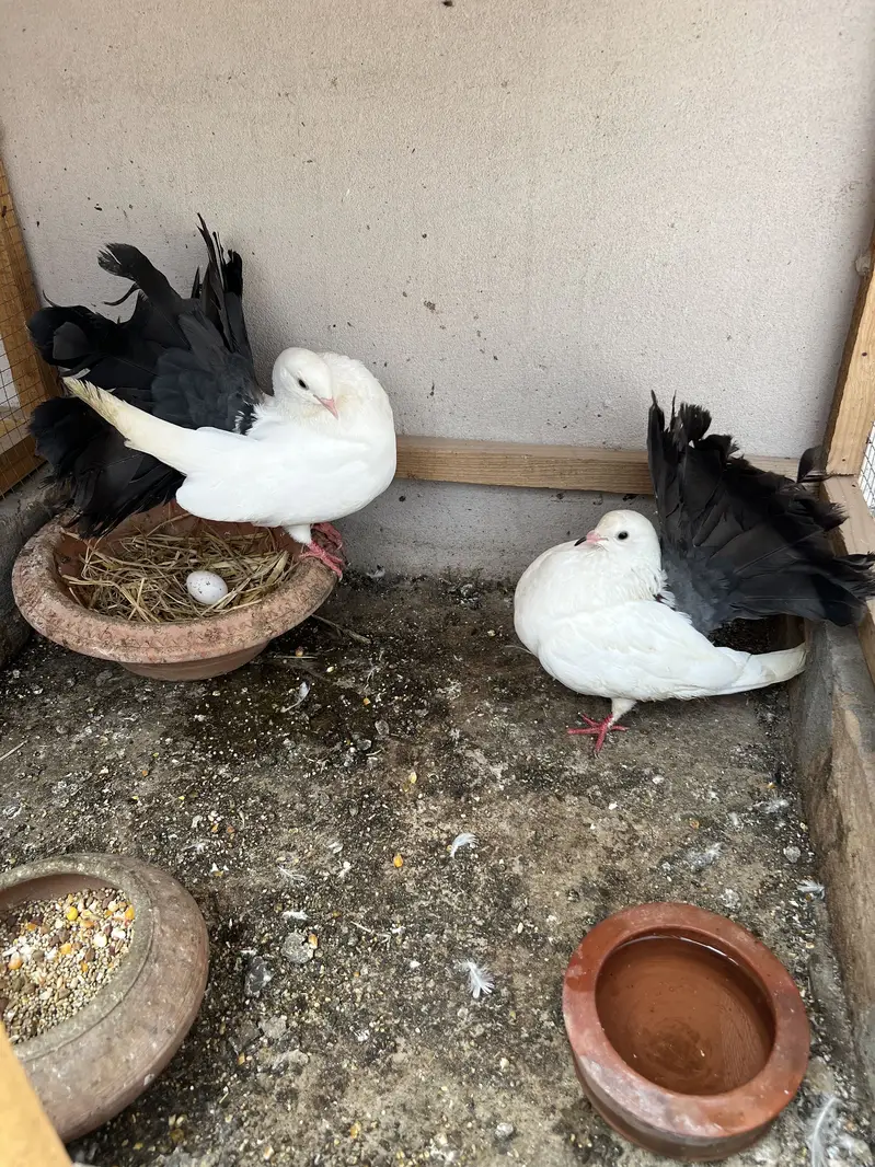 Black teil pair for sall — photo 5