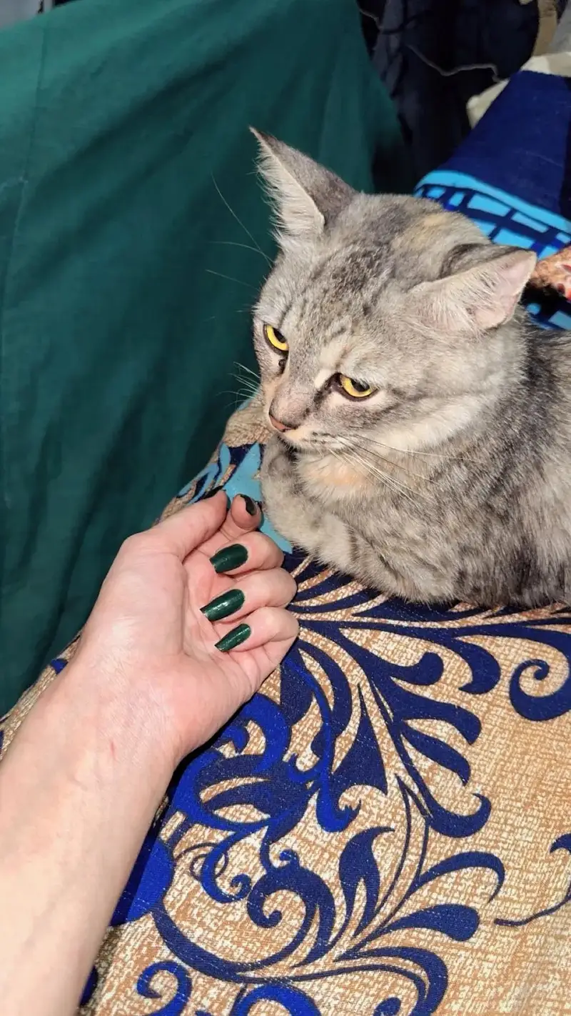 Healthy Tabby mother cat with 2 kittens sale — photo 3