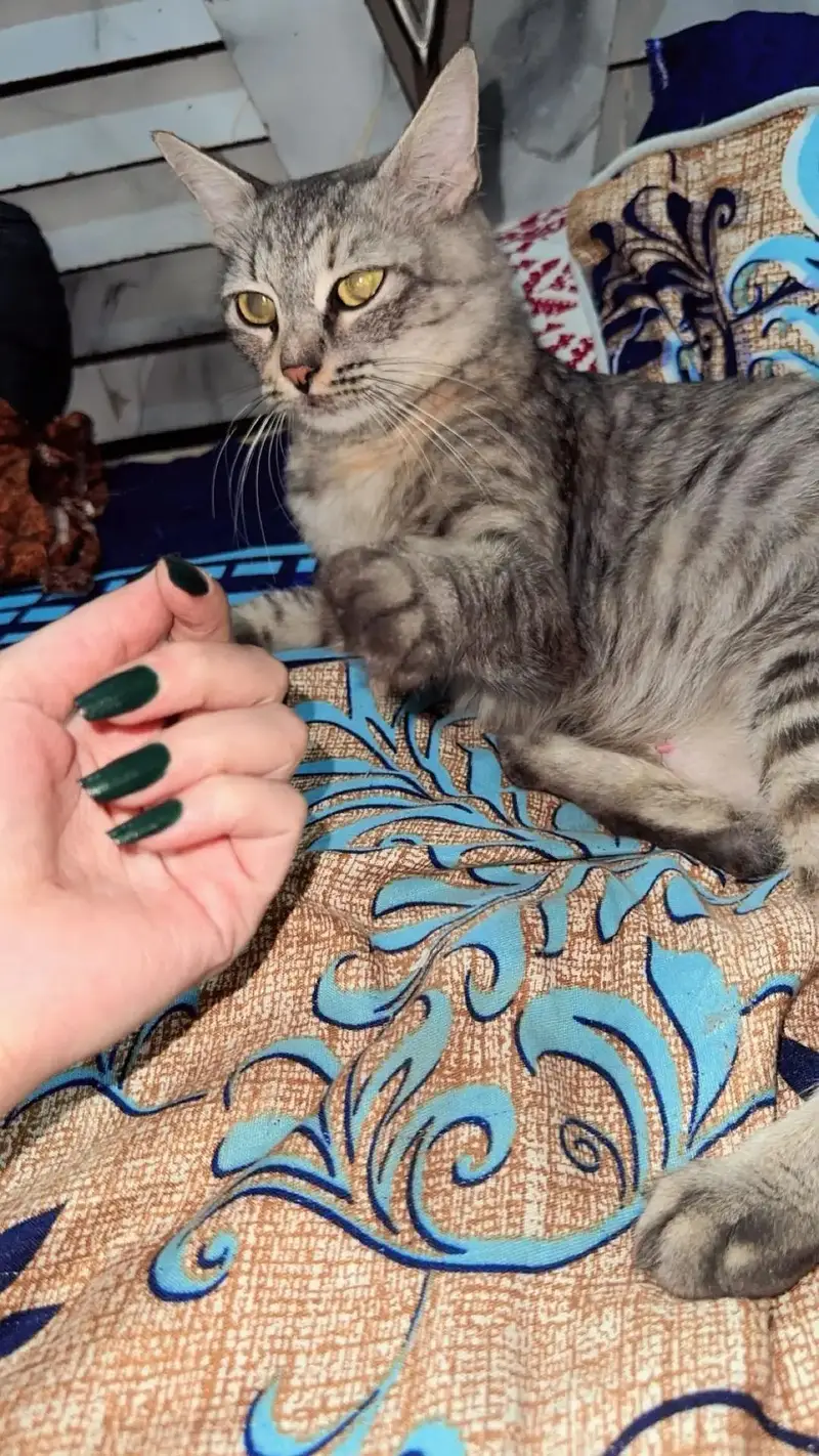 Healthy Tabby mother cat with 2 kittens sale — photo 4