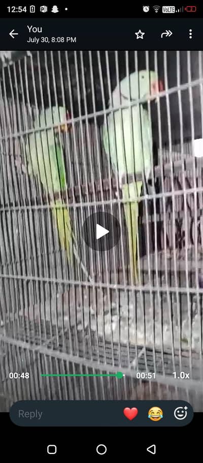 ringneck 200/ breeder pair