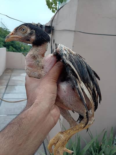 five Aseel Chicks For Sale