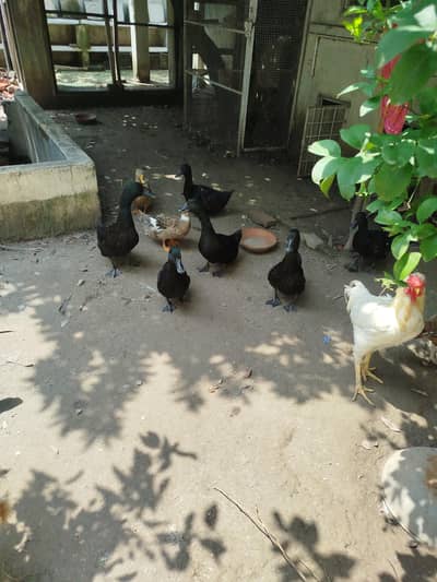 Turkey, Peru, Duck