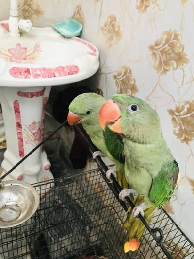 Kashmiri raa baby parrot pair is very beautiful colour and big size