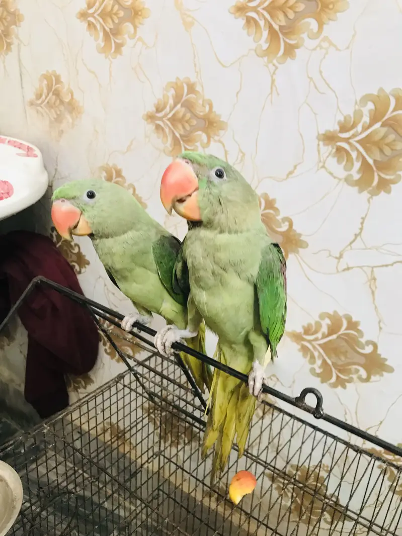 Kashmiri raa baby parrot pair is very beautiful colour and big size — photo 2