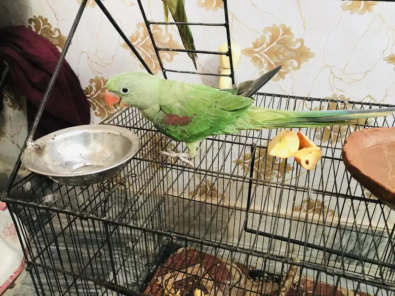 Kashmiri raa baby parrot pair is very beautiful colour and big size — photo 3