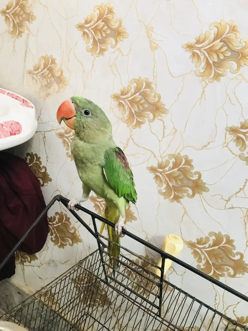 Kashmiri raa baby parrot pair is very beautiful colour and big size — photo 4