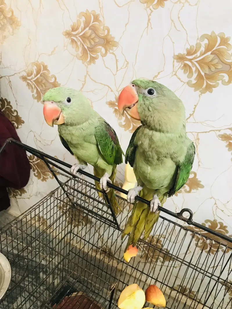Kashmiri raa baby parrot pair is very beautiful colour and big size — photo 5