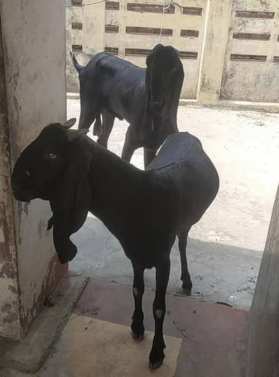 beetal bakri for sale 03214508008