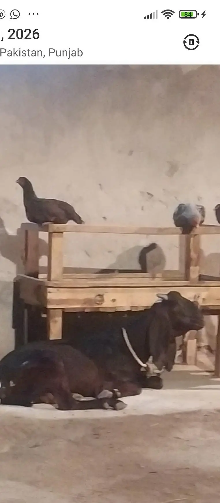beetal bakri for sale 03214508008 — photo 2