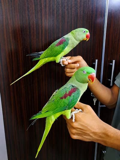 green tamme talking adult females