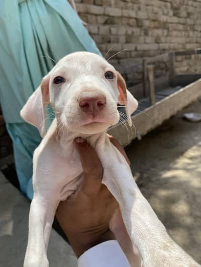 red nose gultiar female also exchange with good phone