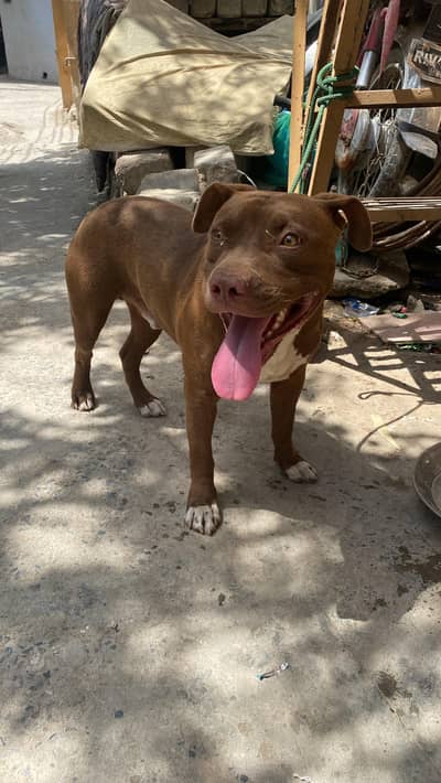 American pitbull for sale Age 4 to 5 years