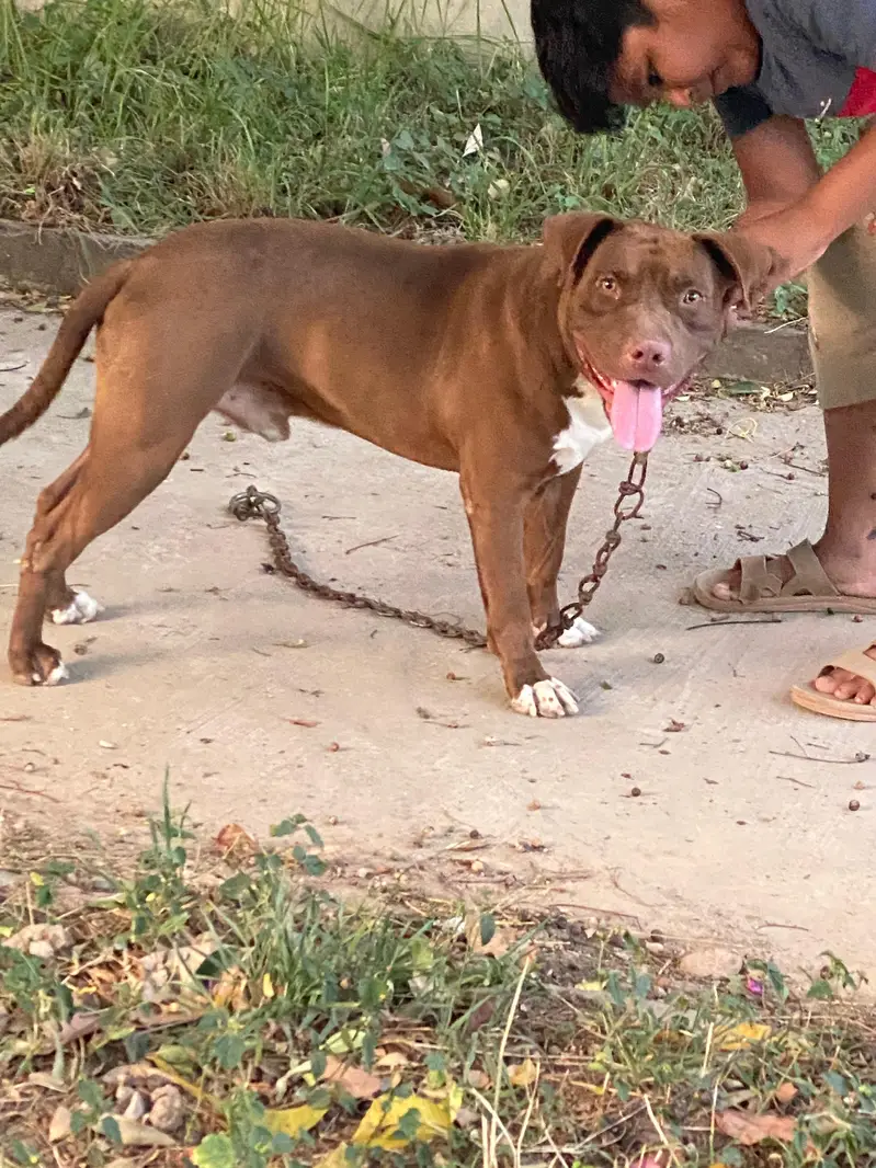 American pitbull for sale Age 4 to 5 years — photo 2