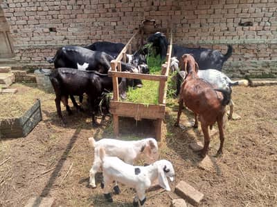 11 goat guban bakri cross breader etc