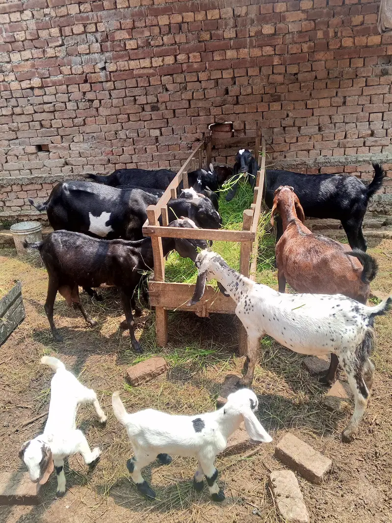 11 goat guban bakri cross breader etc — photo 2