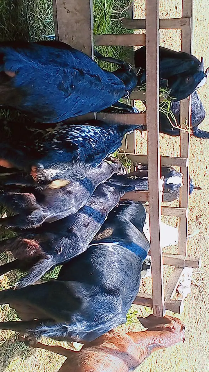 11 goat guban bakri cross breader etc — photo 3
