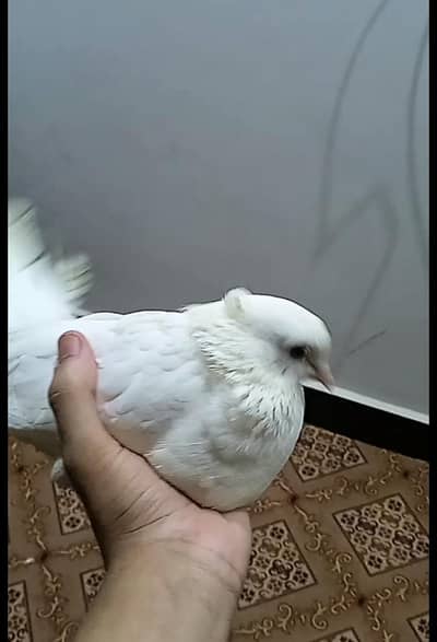 lakas