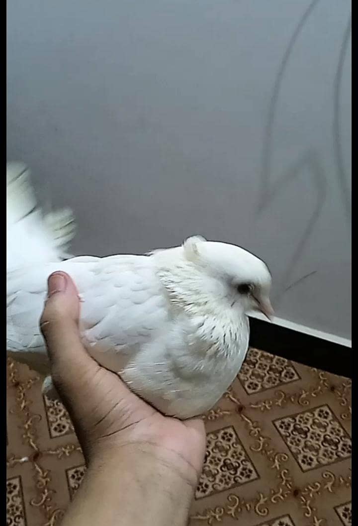 lakas 0
