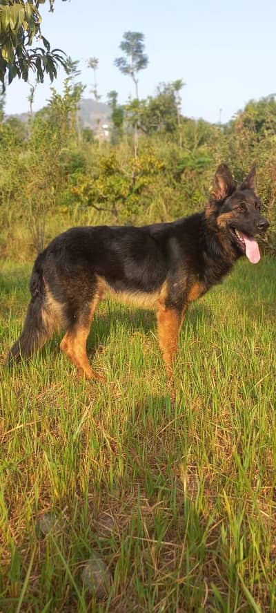 Belgium cross German shepherd