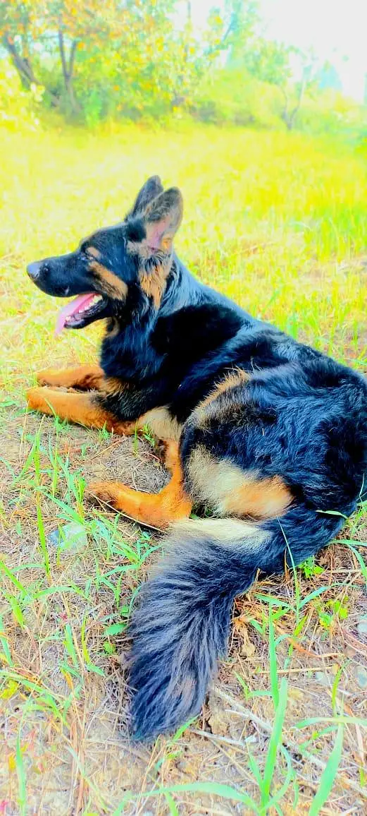 Belgium cross German shepherd — photo 2