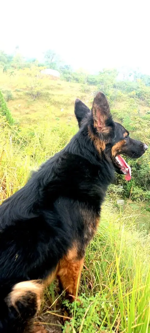 Belgium cross German shepherd — photo 3