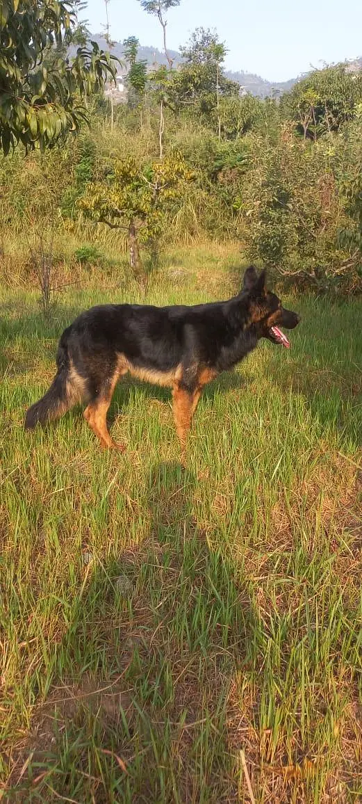 Belgium cross German shepherd — photo 4
