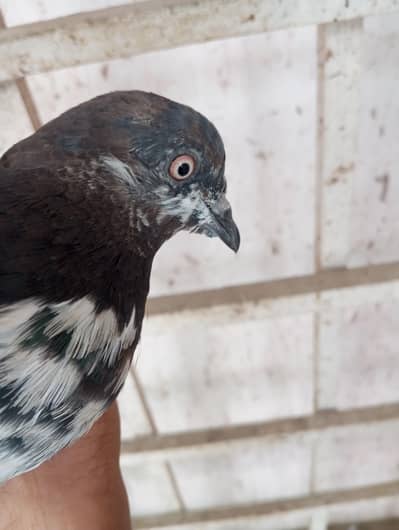 hiy Flayer pigeon 2 male 1 female