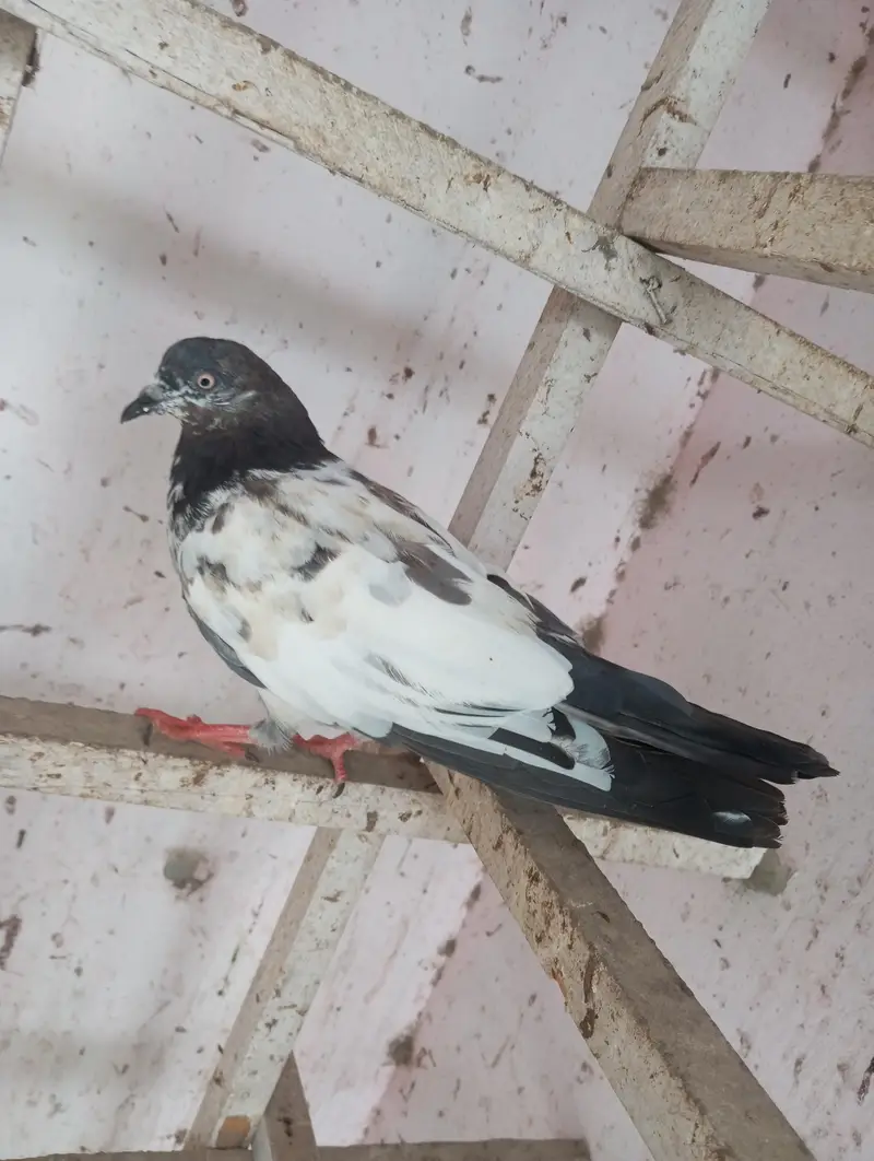 hiy Flayer pigeon 2 male 1 female — photo 2