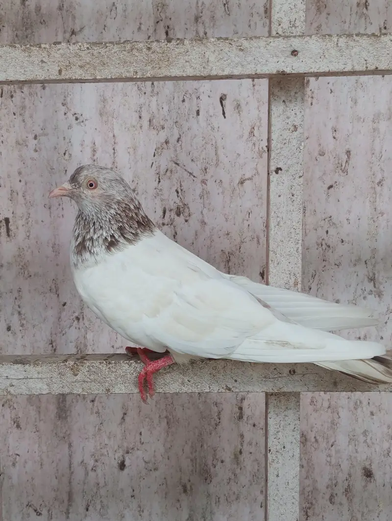 hiy Flayer pigeon 2 male 1 female — photo 3