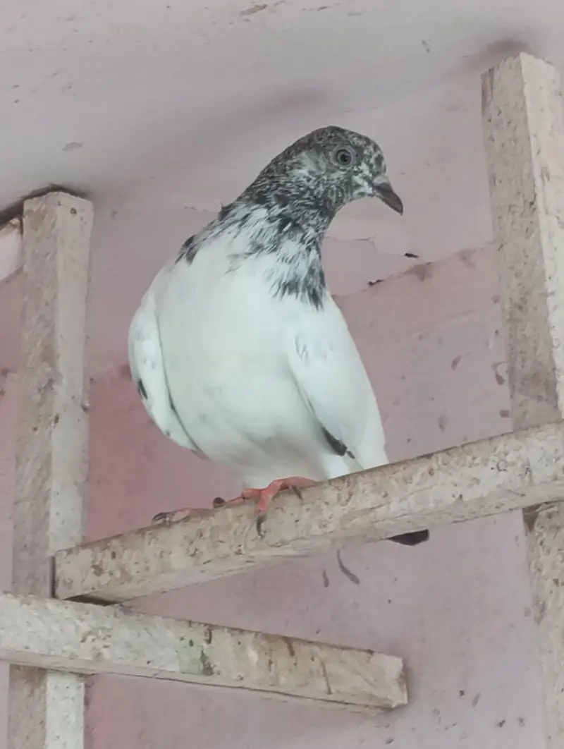 hiy Flayer pigeon 2 male 1 female — photo 4