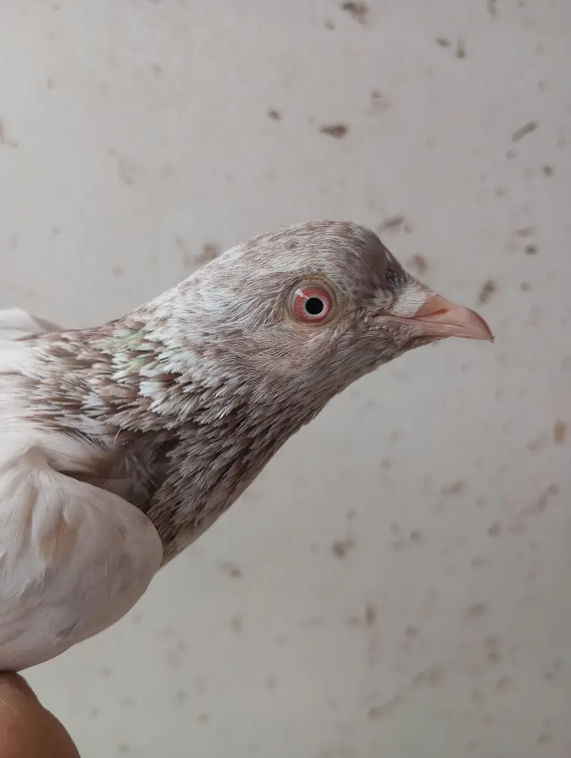 hiy Flayer pigeon 2 male 1 female — photo 5