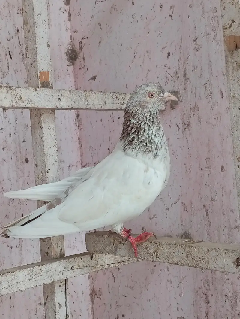 hiy Flayer pigeon 2 male 1 female — photo 6