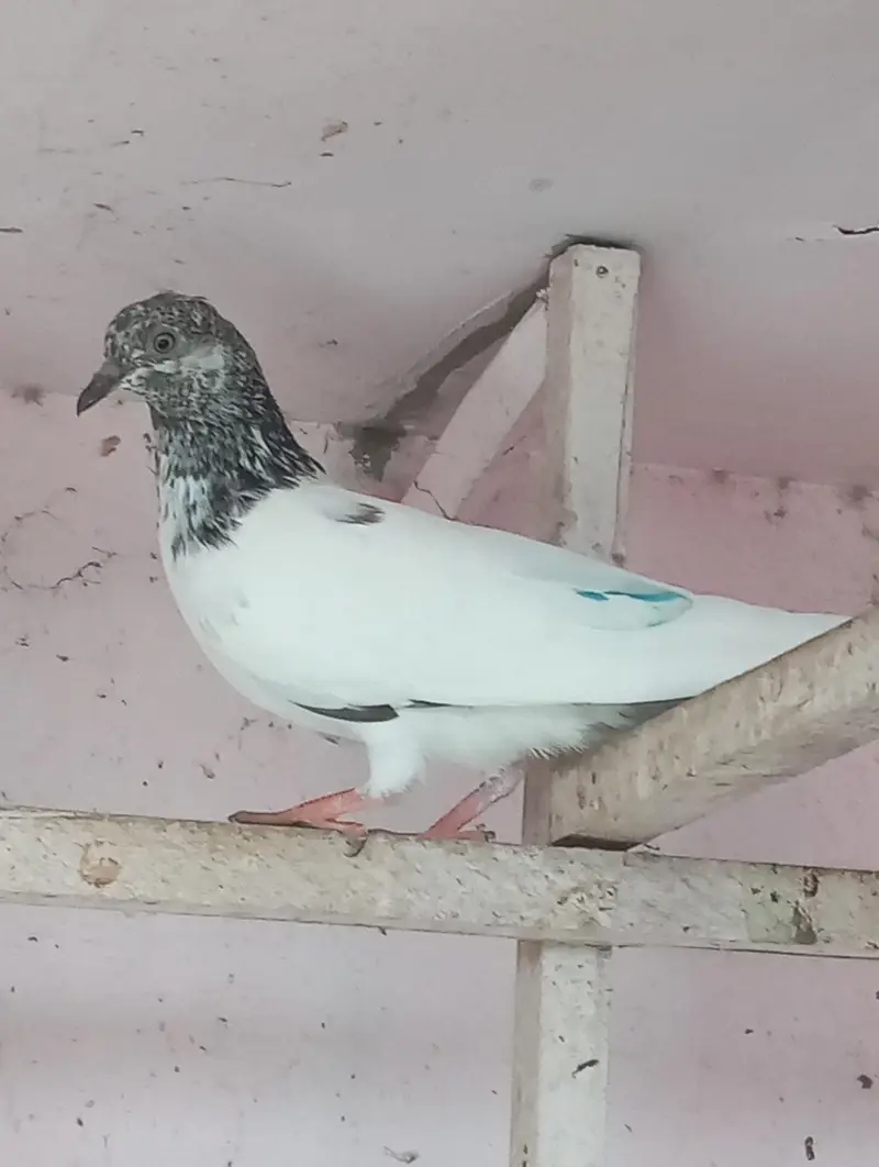 hiy Flayer pigeon 2 male 1 female — photo 7
